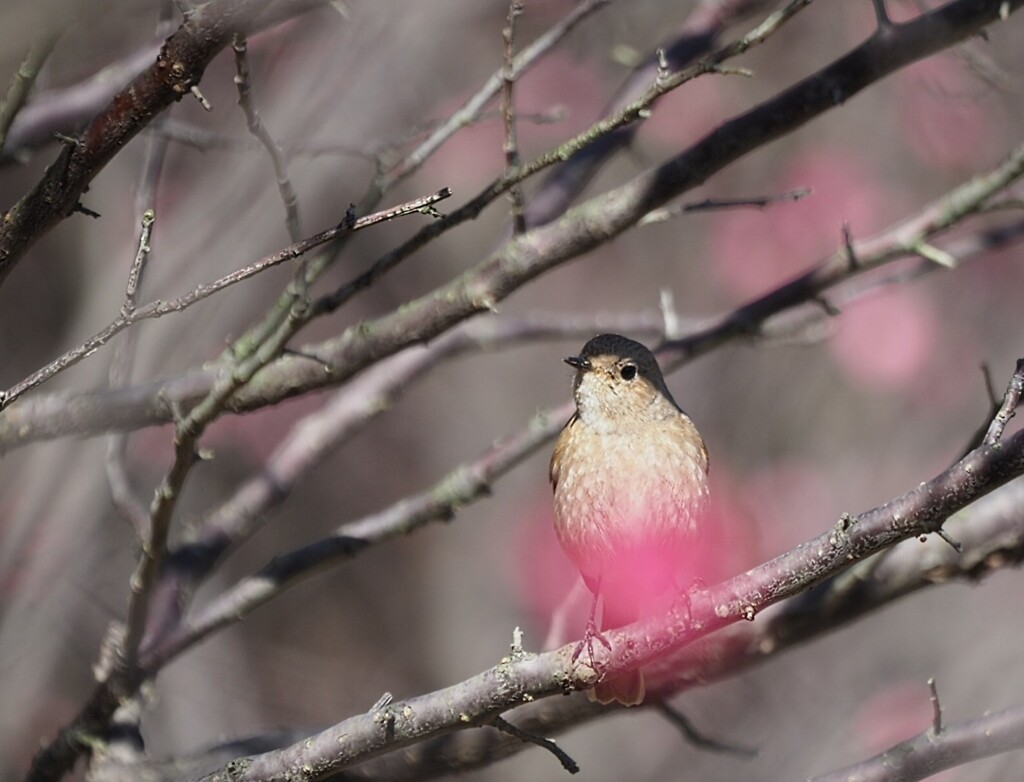 梅の花