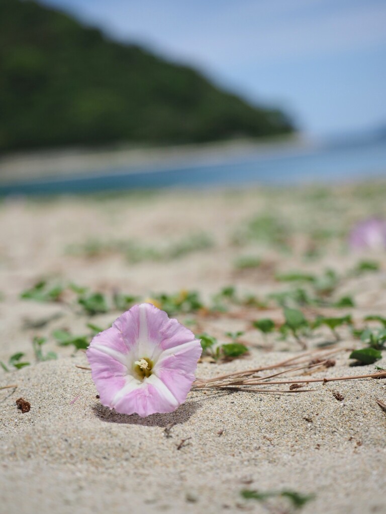 梅雨があがれば夏