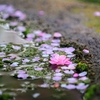 雨上がり