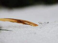 氷