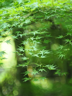 秋を待ってます