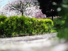 桜道