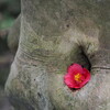 おヘソの中に