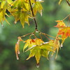 紅葉までもう少し