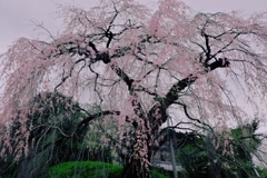 しだれ桜