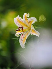 美