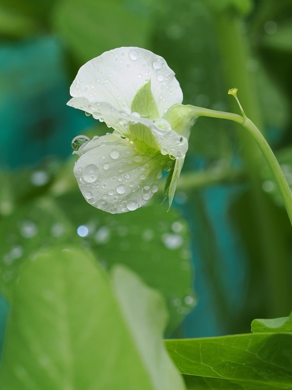 雨上がり