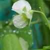 雨上がり