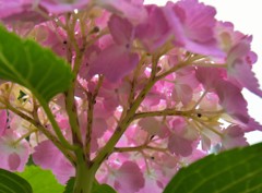 曇り空の紫陽花(1)