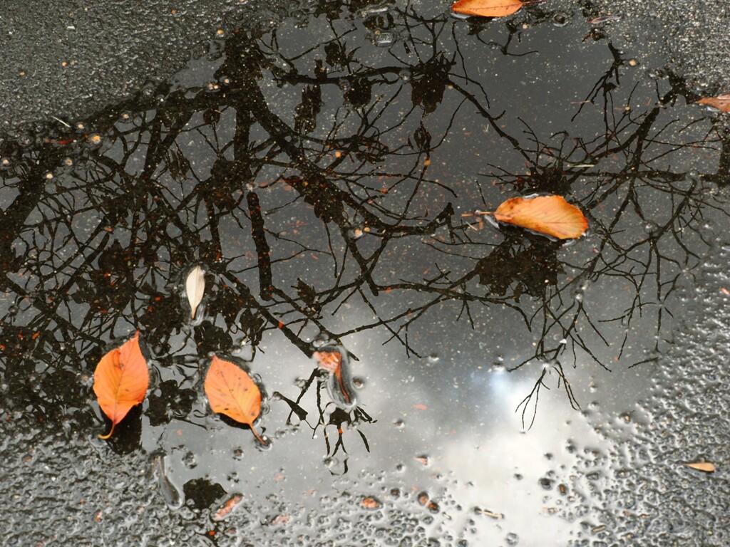落ち葉