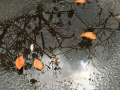 落ち葉