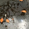 落ち葉