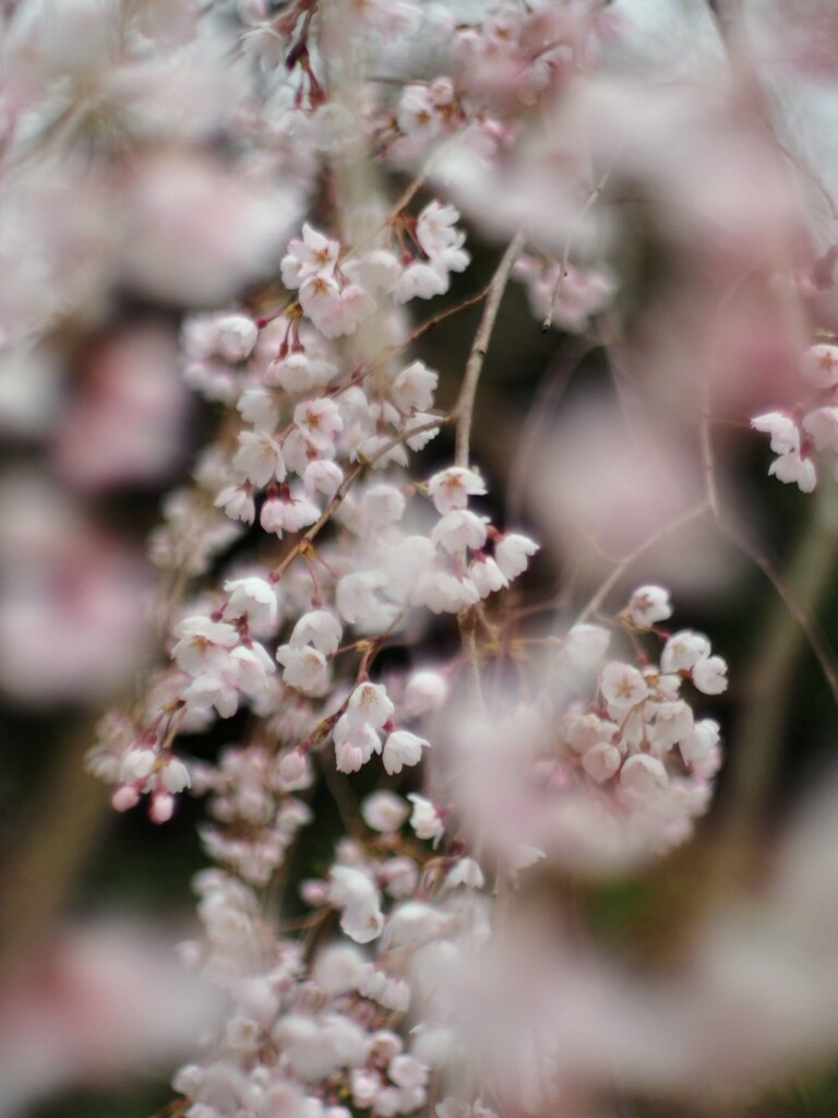 しだれ桜