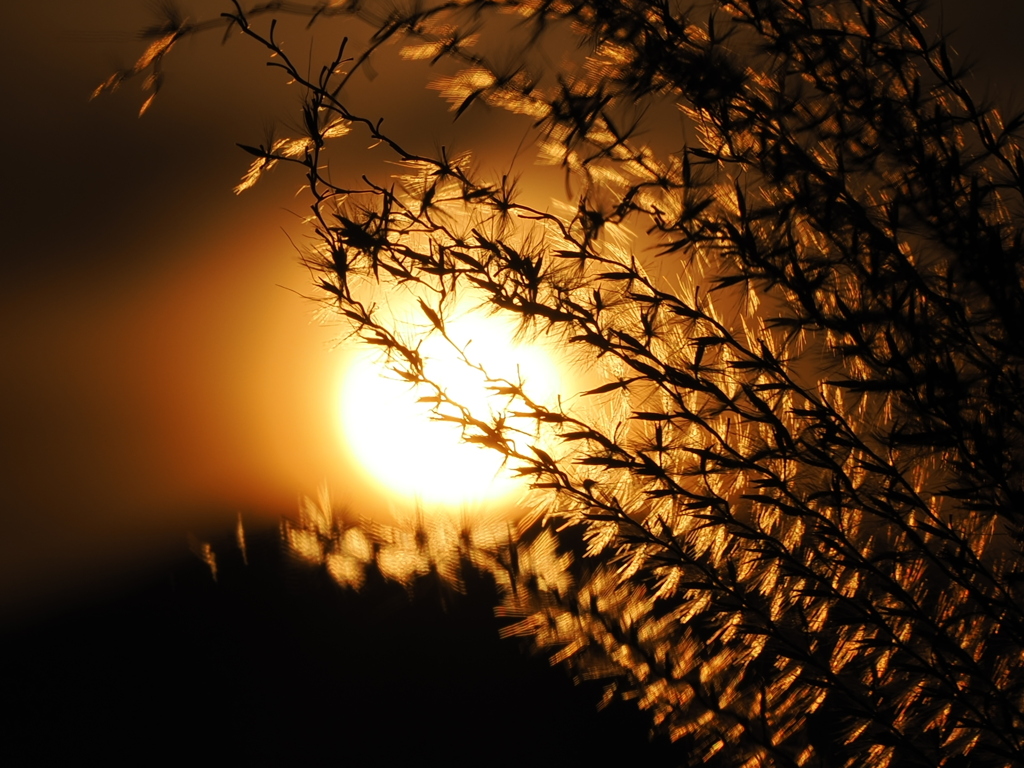 ススキがキラキラ