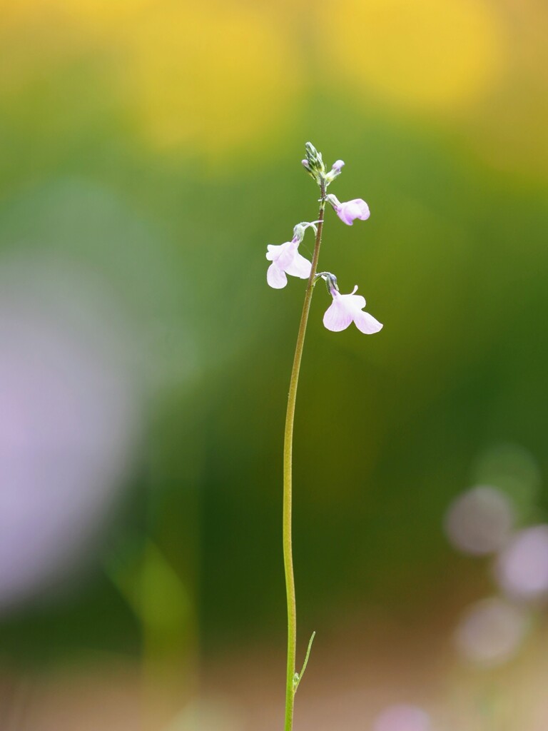 すーっと