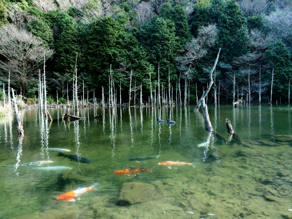 枯れ木