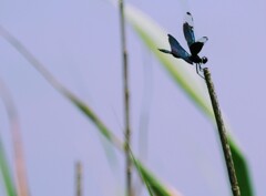 姿勢が綺麗