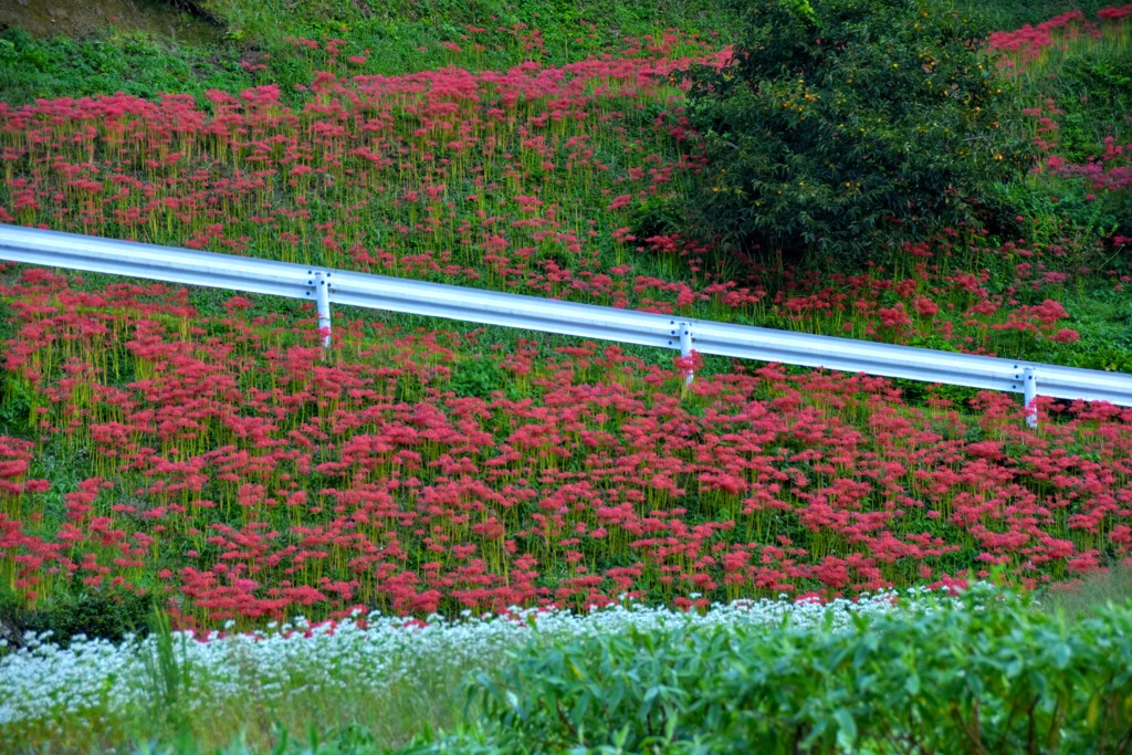 彼岸花と蕎麦の花