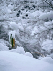 雪積もる