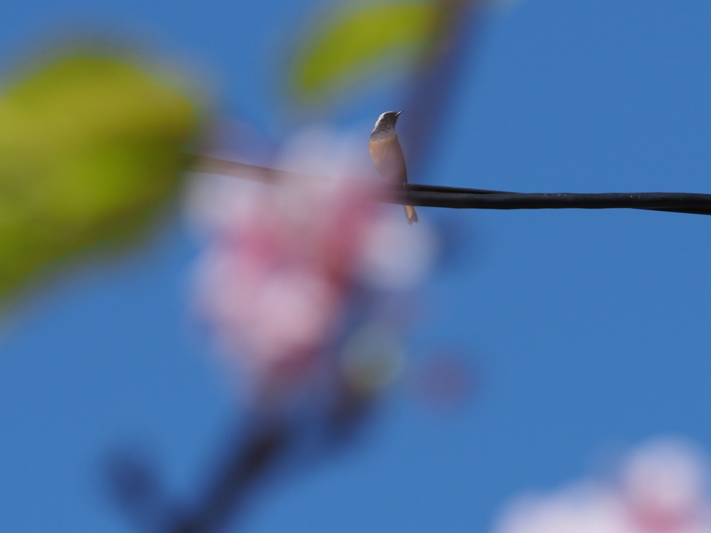 春は、まだまだだよ