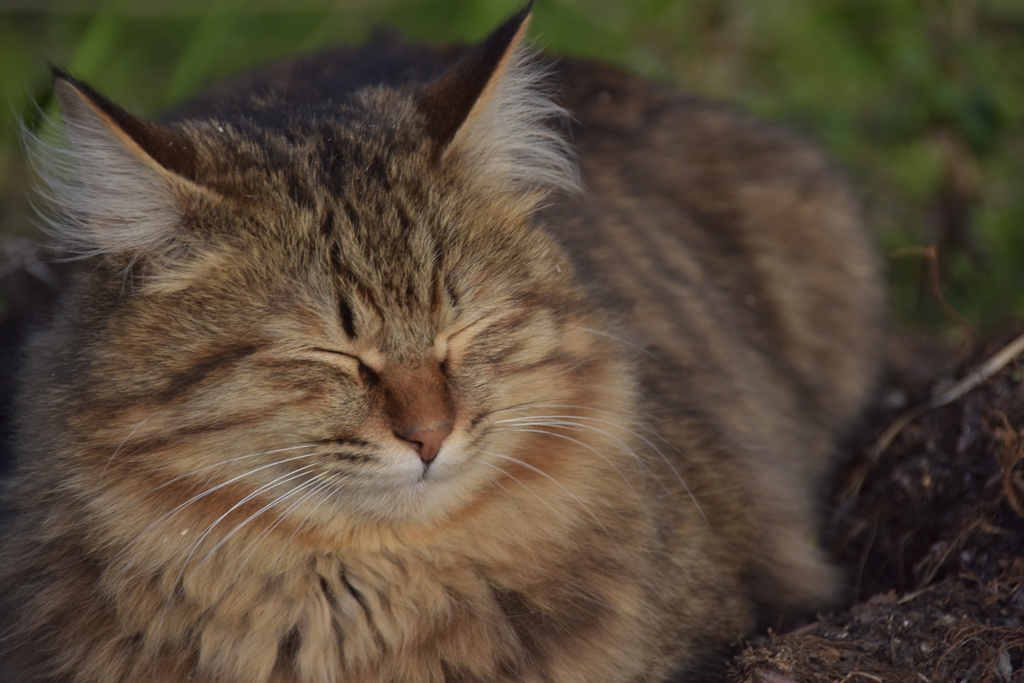 まん丸な猫(2)