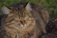 まん丸な猫(2)