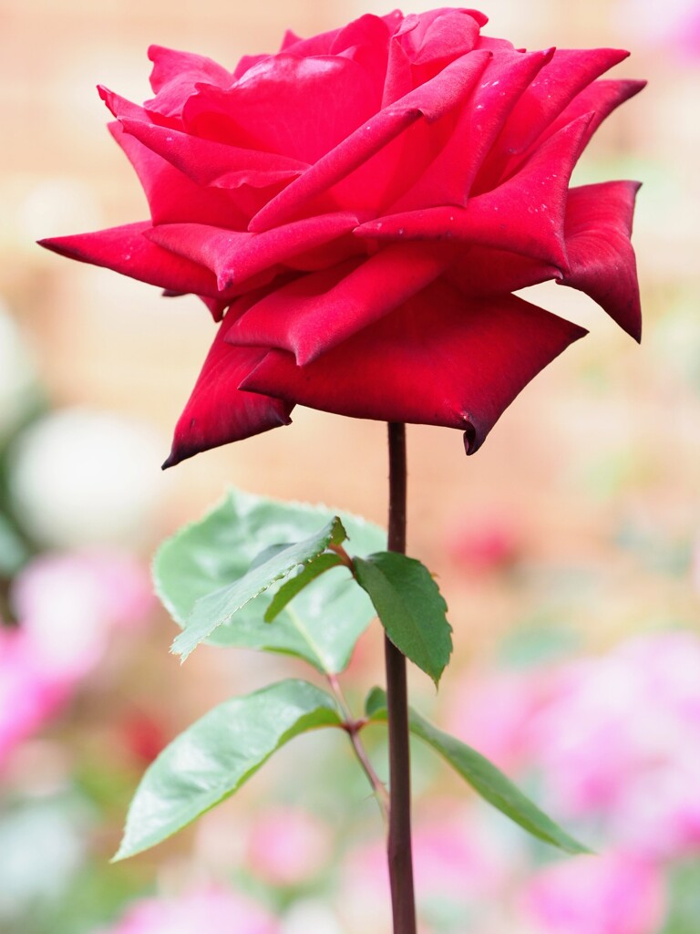 薔薇