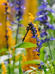 ラベンダーにぶら下がる
