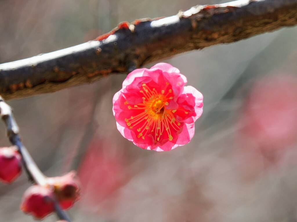 太陽のように
