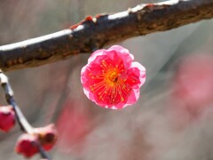 太陽のように