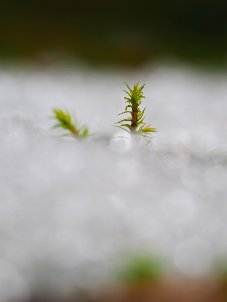 春はまだだよ