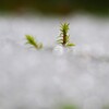 春はまだだよ