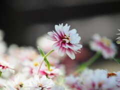 時間よ止まれ