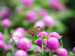 おやつの時間