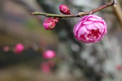 大寒波の中