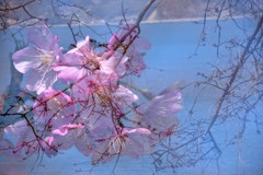 河津桜と海