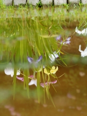 水面の菖蒲と紫陽花