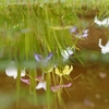 水面の菖蒲と紫陽花