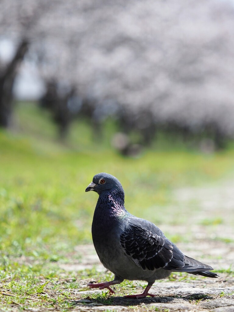 ハトさんもお花見