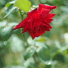 薔薇
