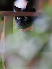 美人さん