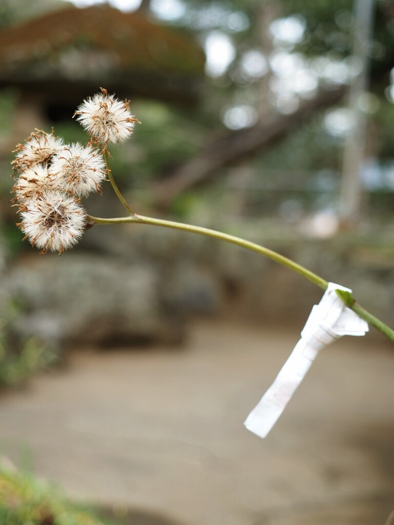 おみくじ