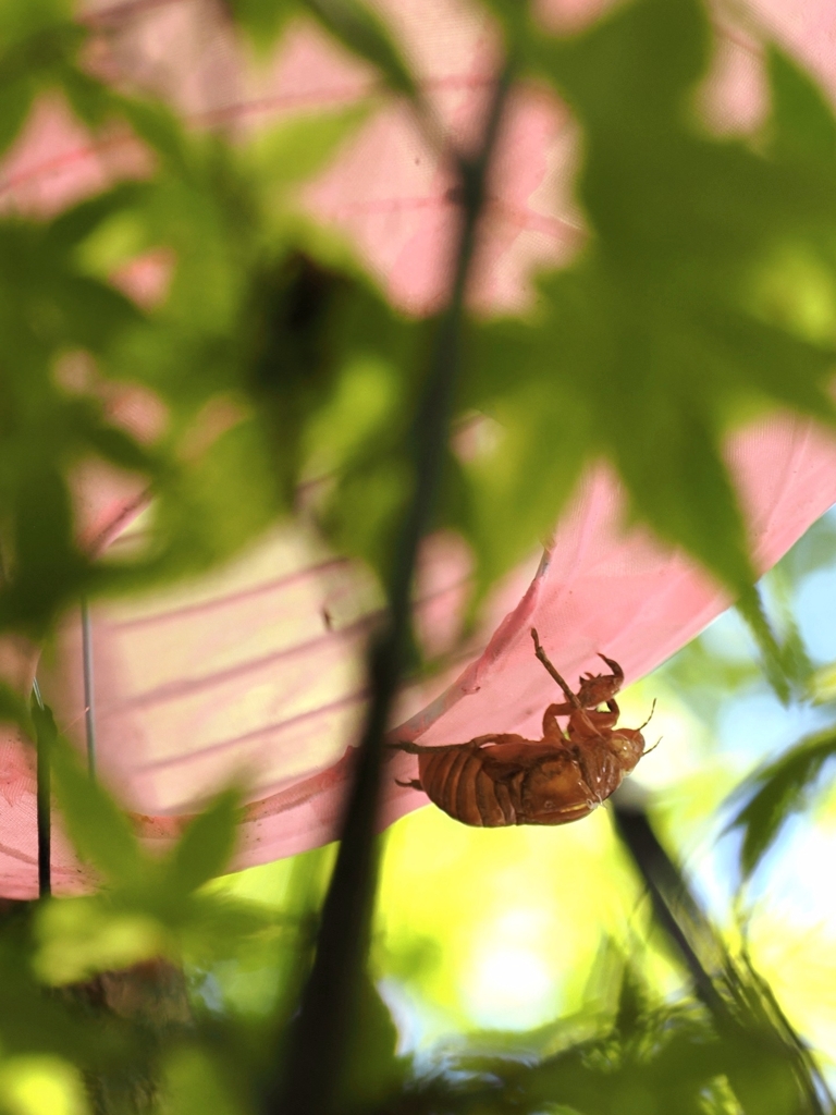 夏をむかえる