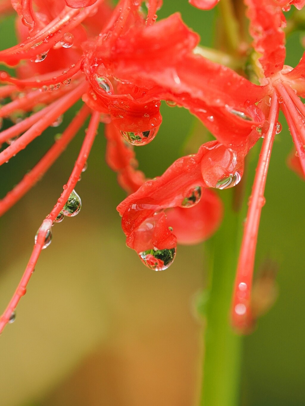 雨上がり