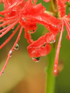 雨上がり