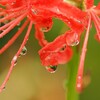 雨上がり