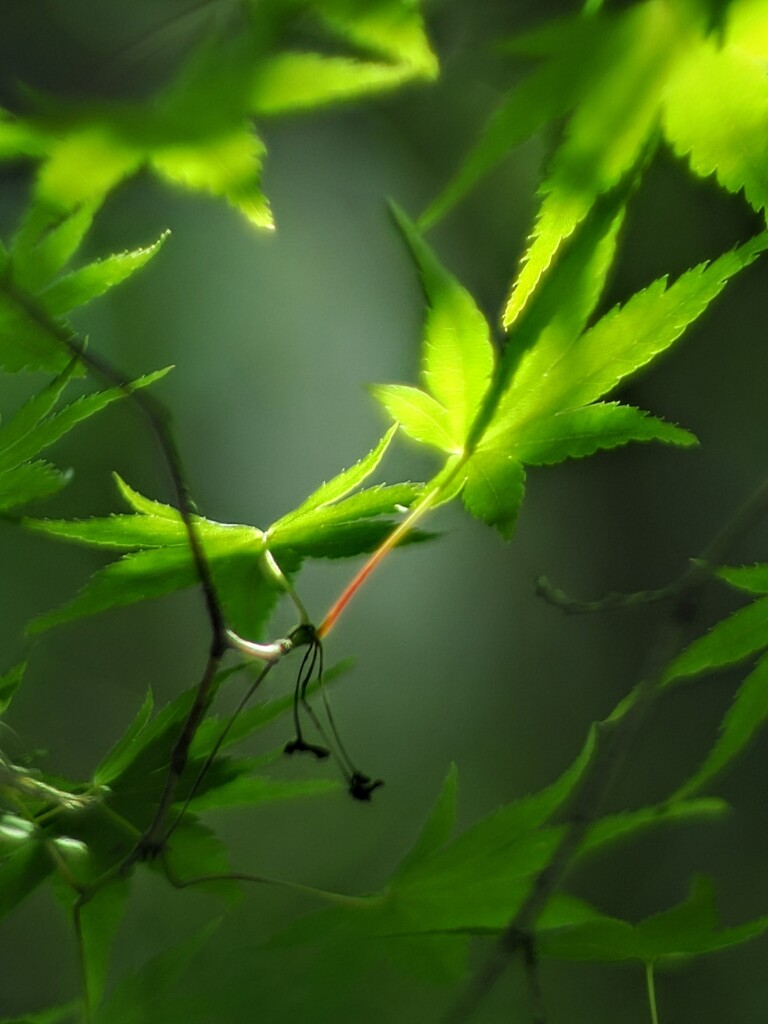 新緑
