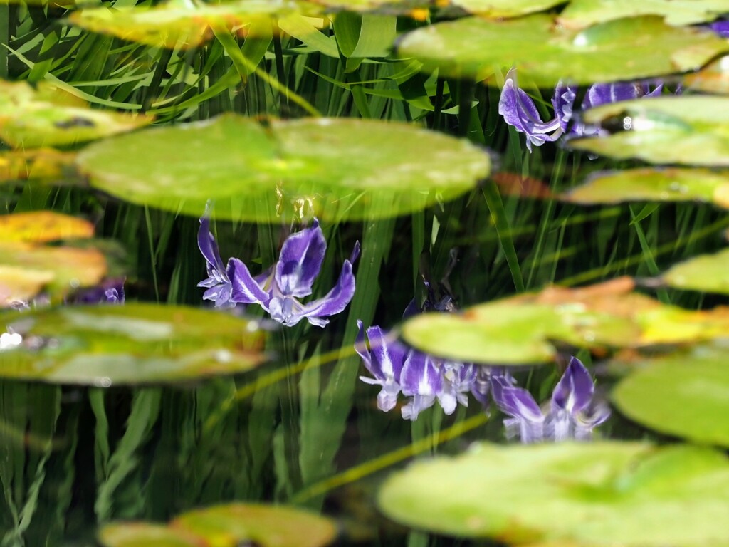 水面にアヤメ