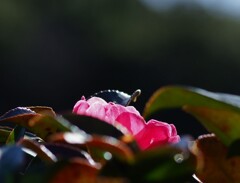 日を浴びる