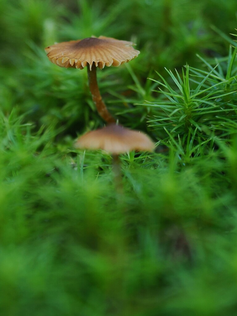 ちっちゃいキノコ